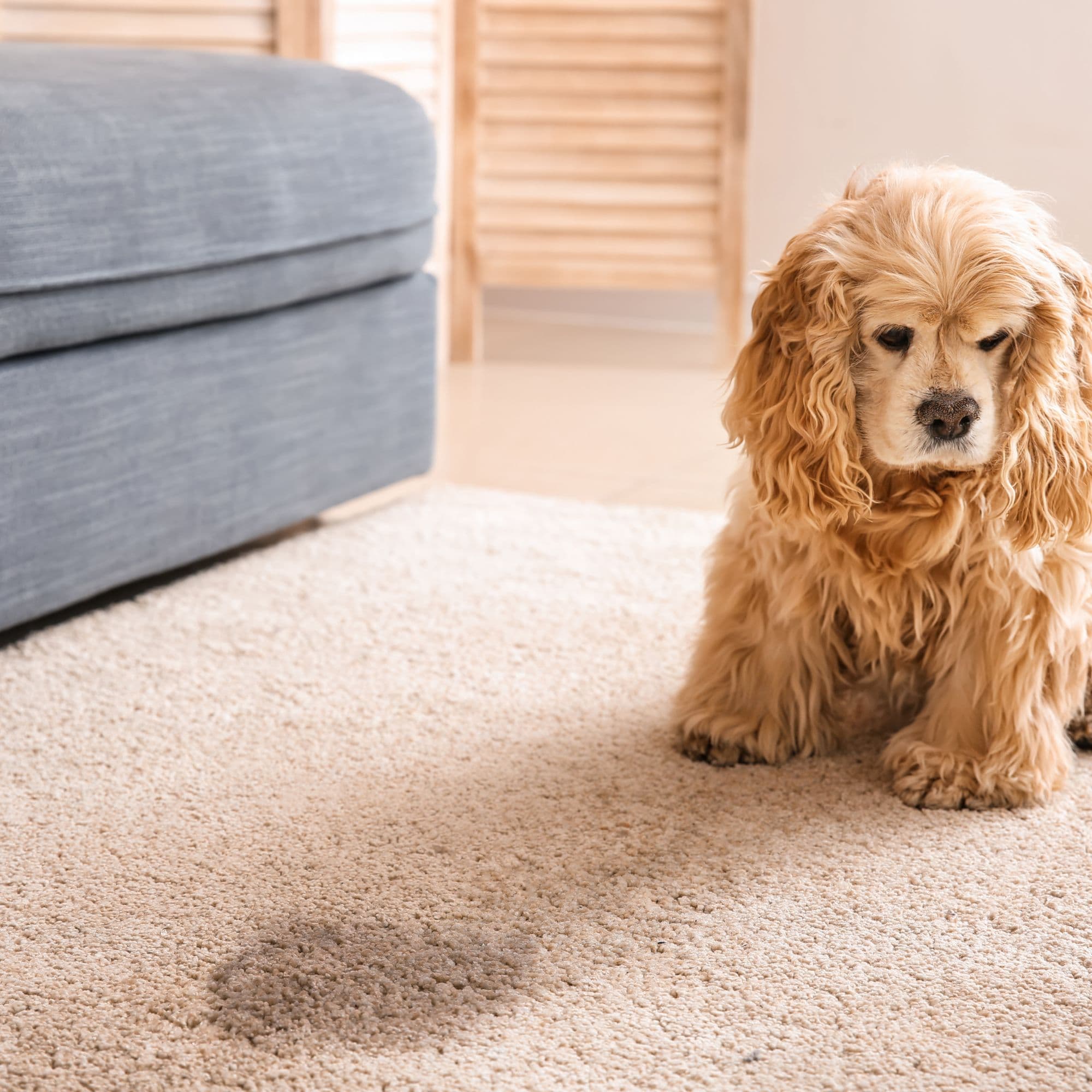 Specialist Pet Stain Treatments
